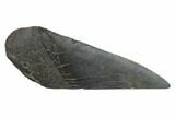 Partial, Fossil Megalodon Tooth Paper Weight #144403-1